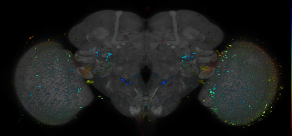 JRC_R88D08 GAL4 in the adult brain