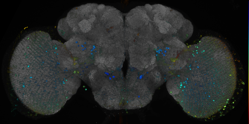 JRC_R88D08 GAL4 in the adult brain