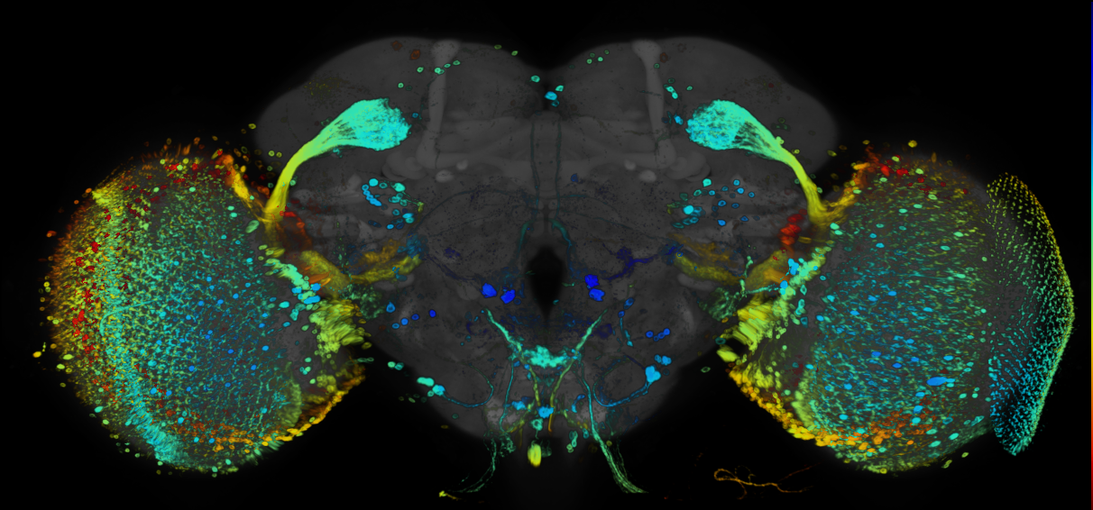JRC_R48C02 GAL4 in the adult brain
