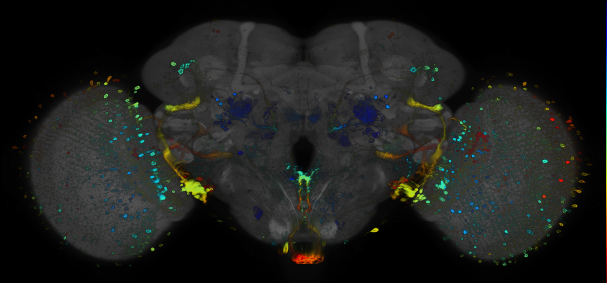 JRC_R10C07 GAL4 in the adult brain