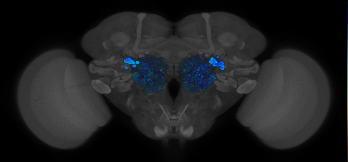 P{GMR24C12-GAL4} expression pattern