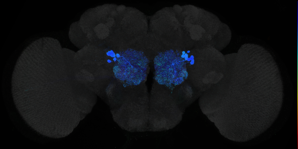 JRC_R24C12 GAL4 in the adult brain