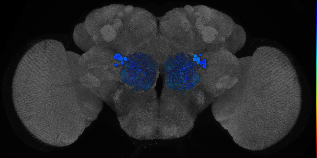 P{GMR24C12-GAL4} expression pattern