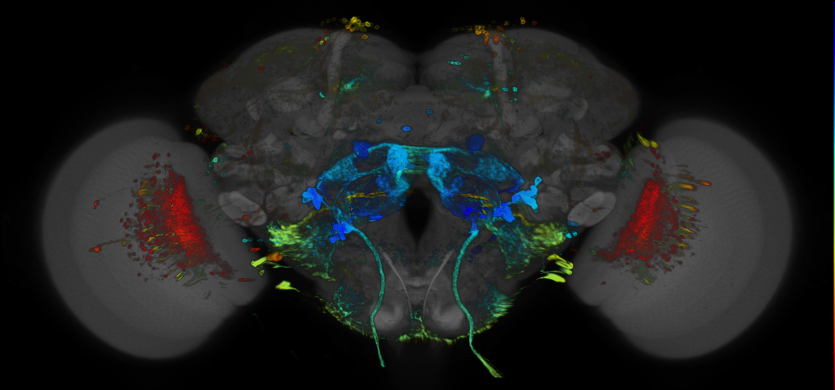 JRC_R59C02 GAL4 in the adult brain