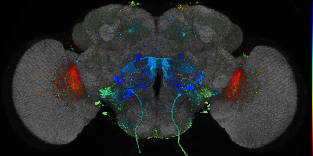 JRC_R59C02 GAL4 in the adult brain