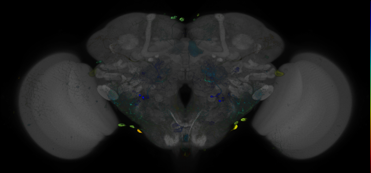 P{GMR89H09-GAL4} expression pattern
