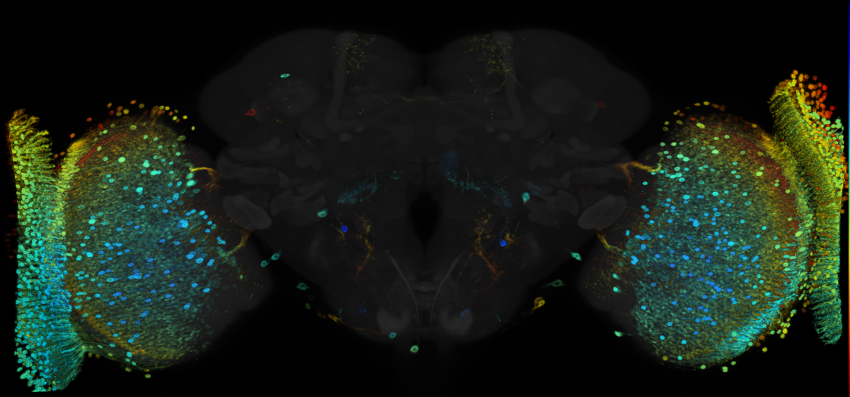 JRC_R31E06 GAL4 in the adult brain