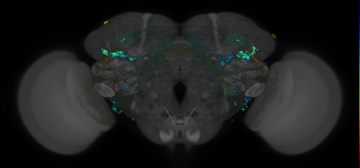 JRC_R30E08 GAL4 in the adult brain