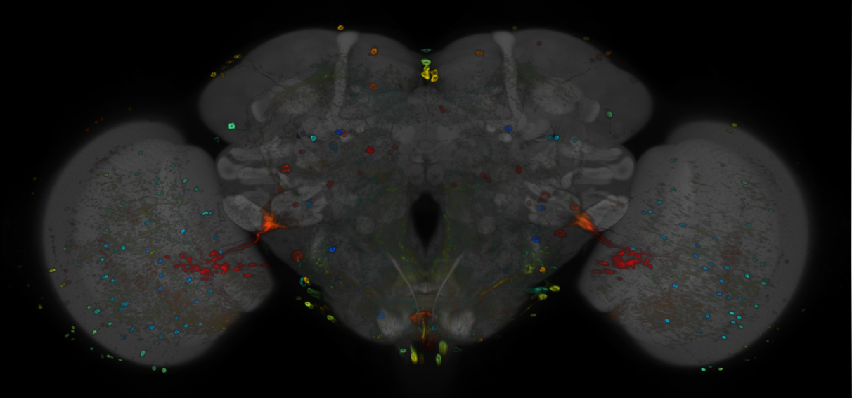 P{GMR38H03-GAL4} expression pattern