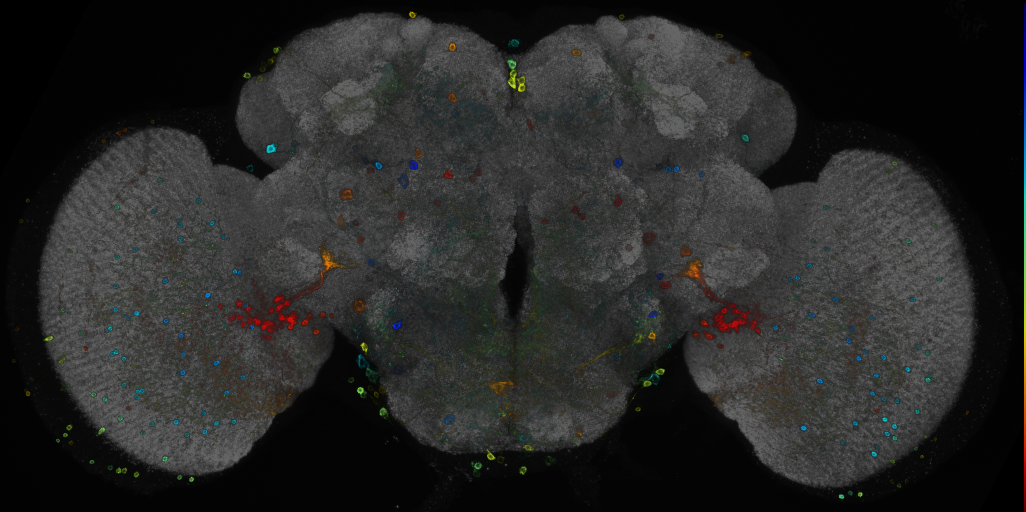 P{GMR38H03-GAL4} expression pattern