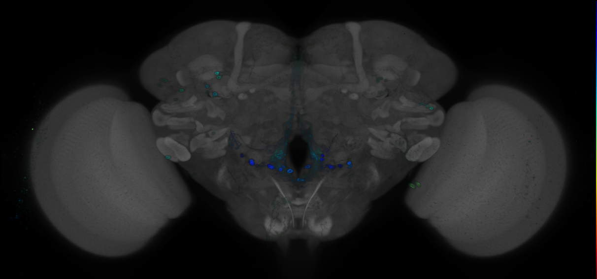 JRC_R52G06 GAL4 in the adult brain