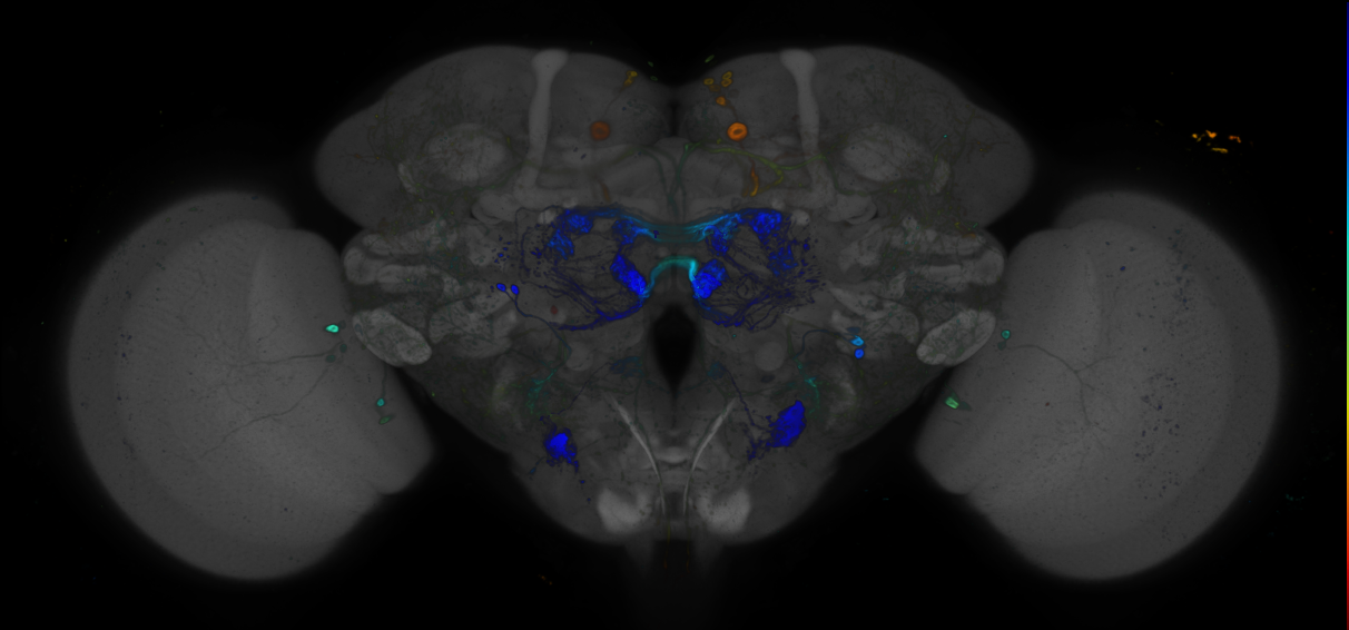P{GMR11H10-GAL4} expression pattern