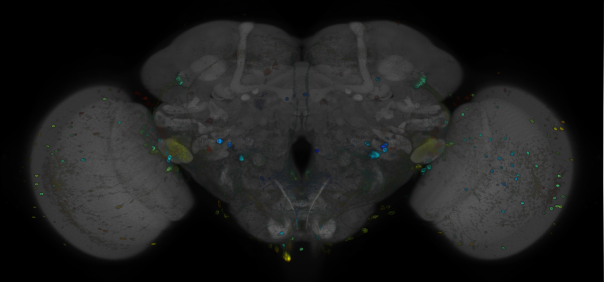 P{GMR22B07-GAL4} expression pattern