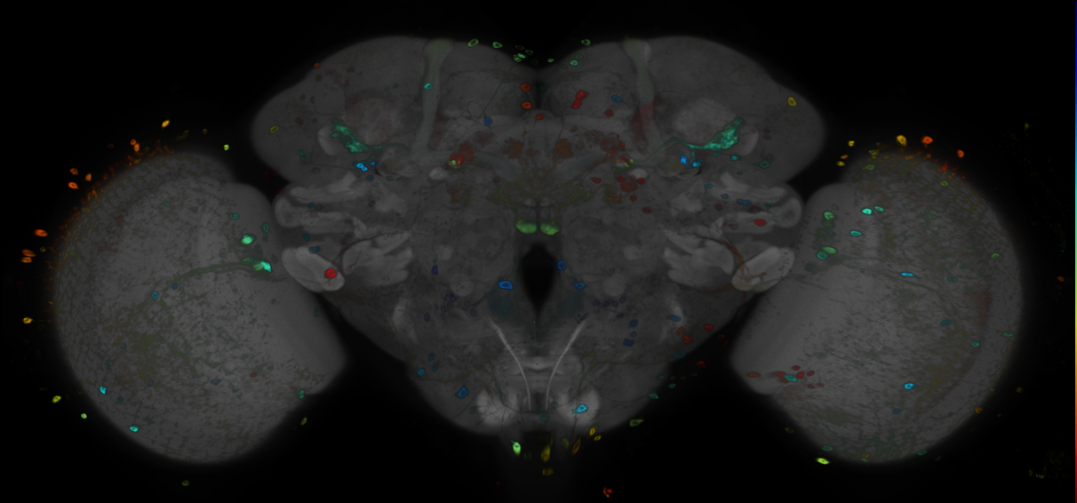 P{GMR88E10-GAL4} expression pattern