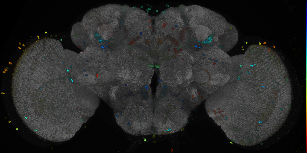 P{GMR88E10-GAL4} expression pattern