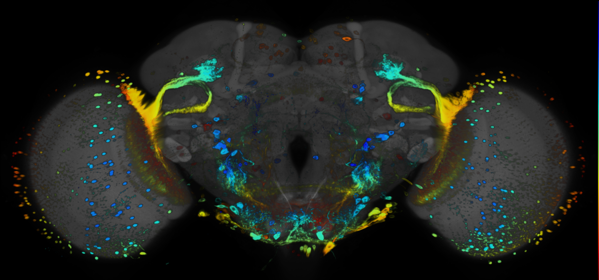 P{GMR22A07-GAL4} expression pattern
