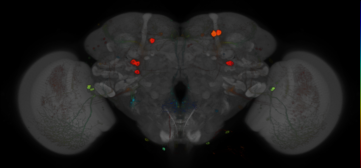 P{GMR25C08-GAL4} expression pattern