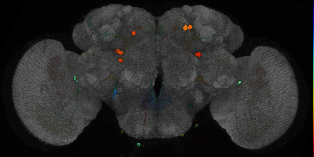 P{GMR25C08-GAL4} expression pattern