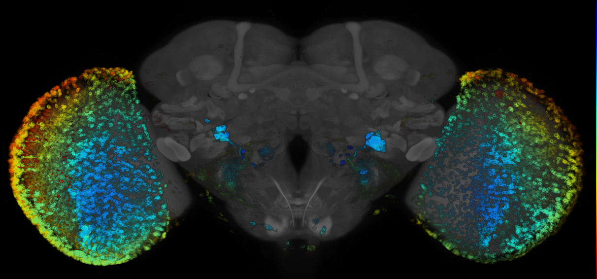 JRC_R14E08 GAL4 in the adult brain