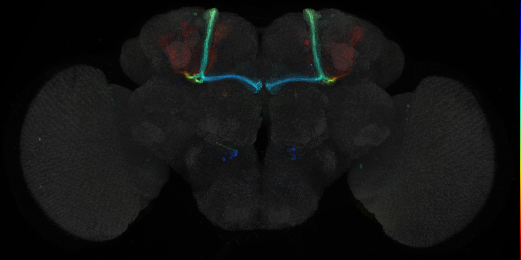 JRC_R59H07 GAL4 in the adult brain