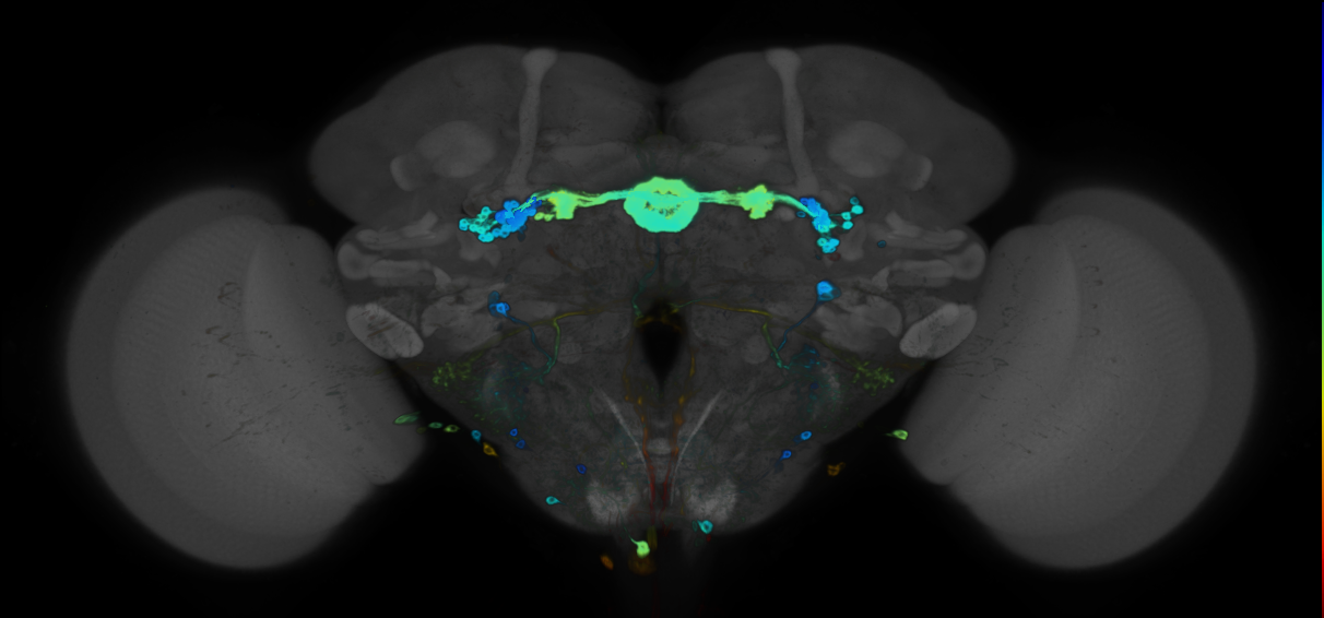 JRC_R84H09 GAL4 in the adult brain