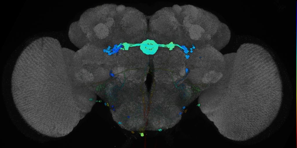 JRC_R84H09 GAL4 in the adult brain