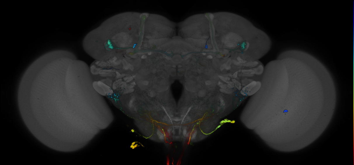 JRC_R86H12 GAL4 in the adult brain