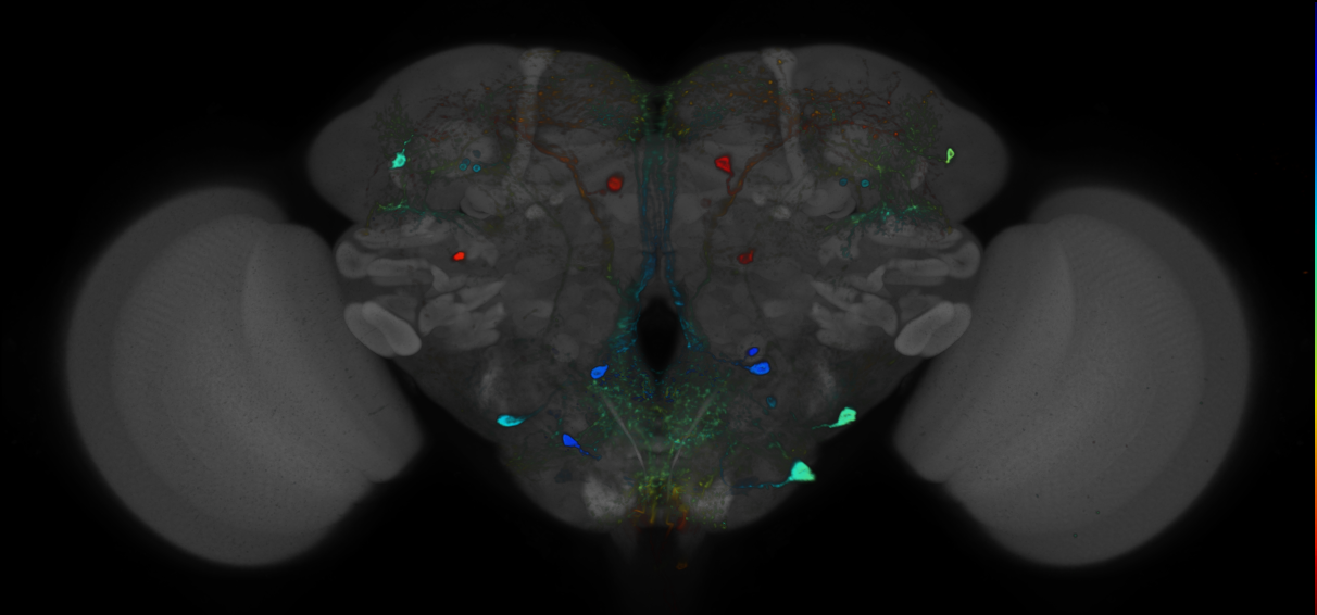 JRC_R21F01 GAL4 in the adult brain