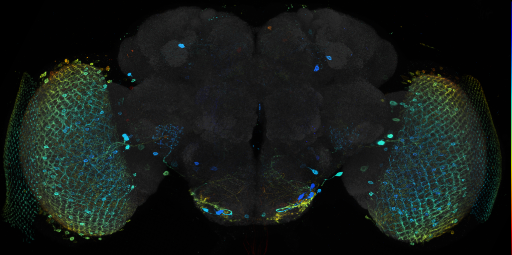 JRC_R95F12 GAL4 in the adult brain