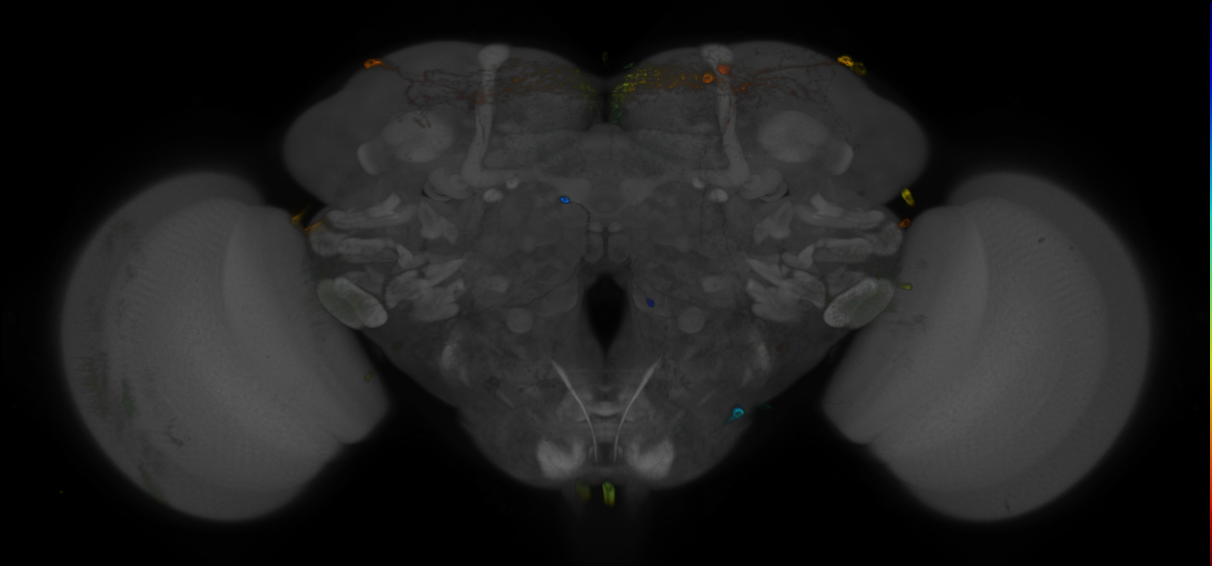 JRC_R16E11 GAL4 in the adult brain