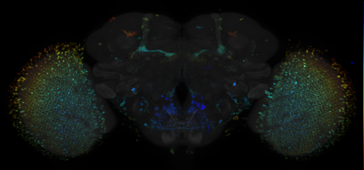 JRC_R71F03 GAL4 in the adult brain