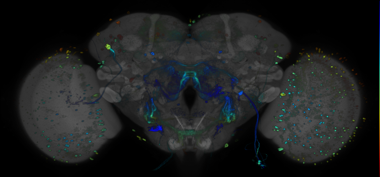 P{GMR84F04-GAL4} expression pattern