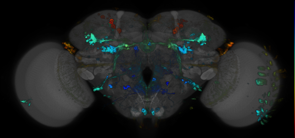 JRC_R53E01 GAL4 in the adult brain
