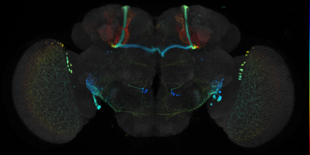 JRC_R55D06 GAL4 in the adult brain