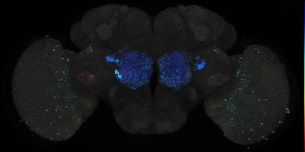 JRC_R41H10 GAL4 in the adult brain