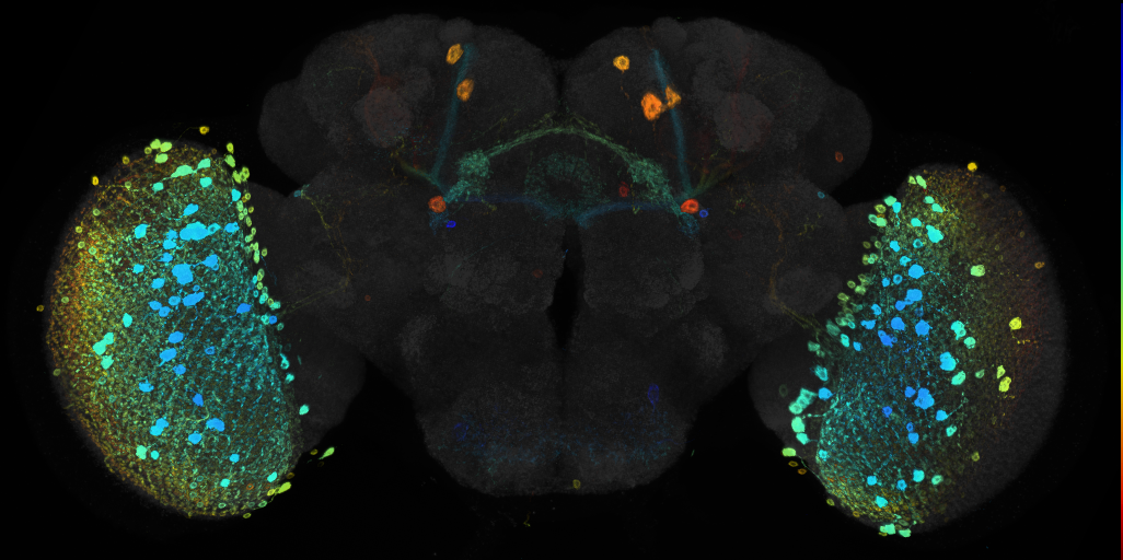 JRC_R42G10 GAL4 in the adult brain
