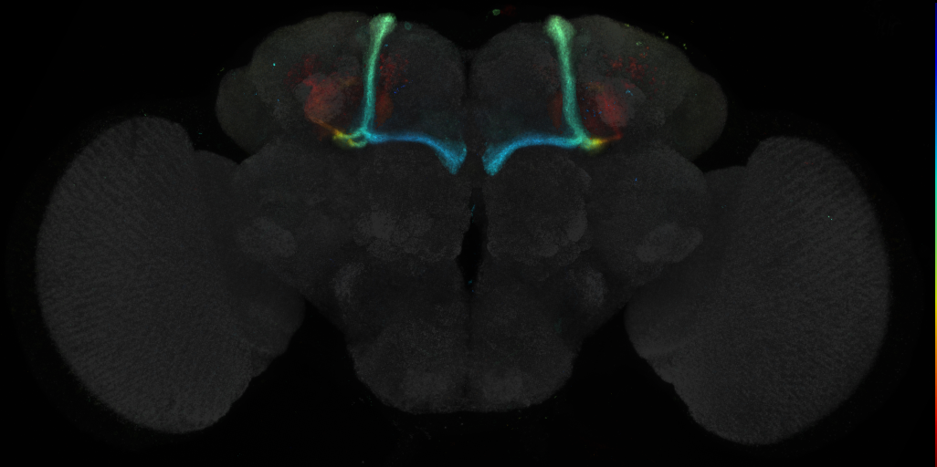 JRC_R71D05 GAL4 in the adult brain