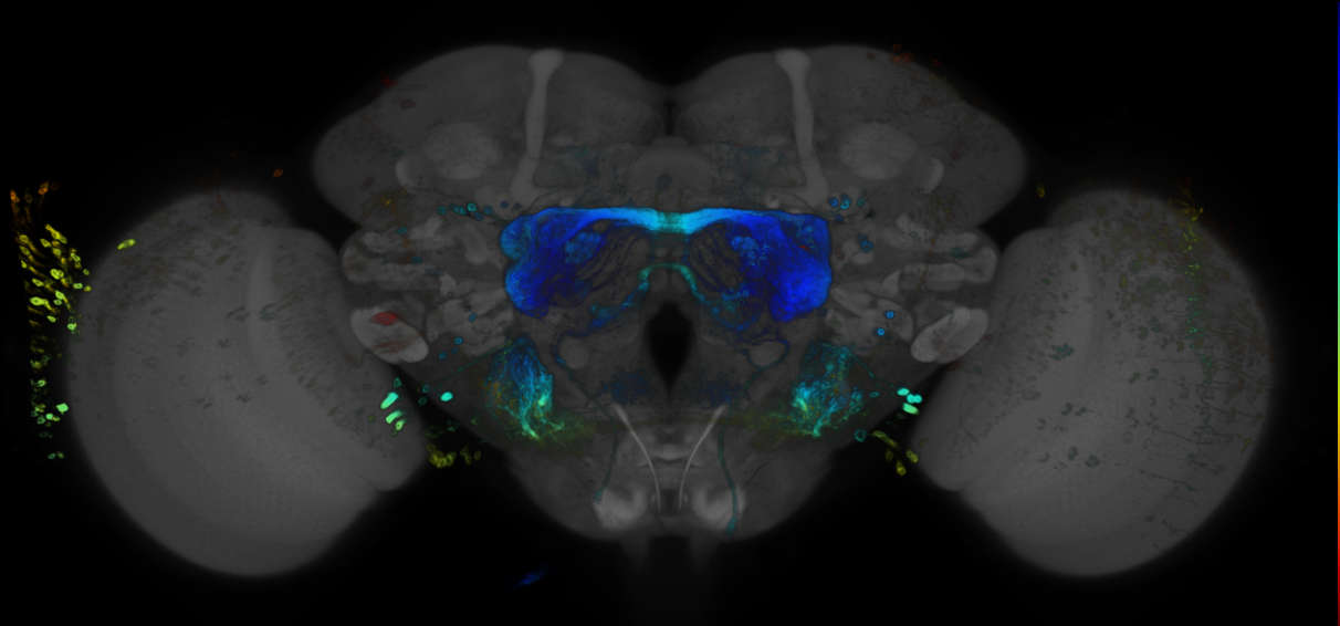 JRC_R54F08 GAL4 in the adult brain
