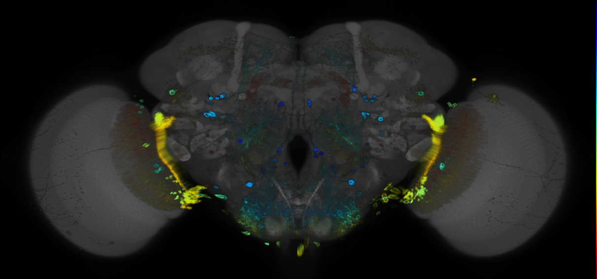 JRC_R24A02 GAL4 in the adult brain
