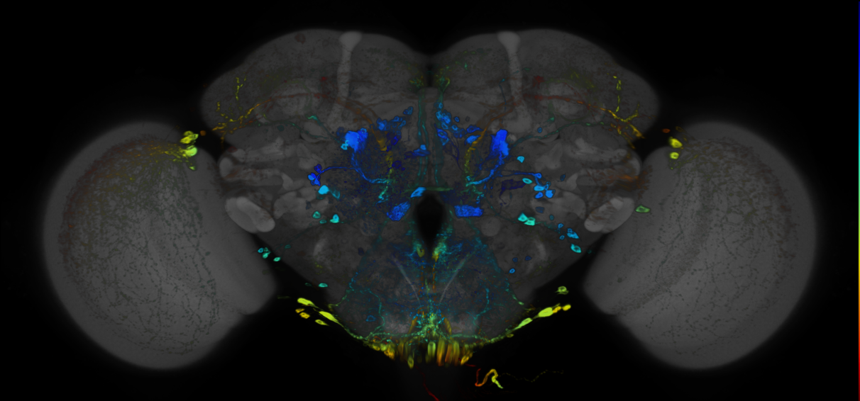 JRC_R37E06 GAL4 in the adult brain