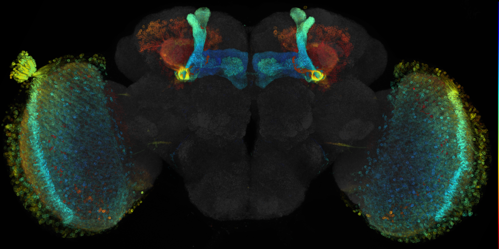 JRC_R45A02 GAL4 in the adult brain