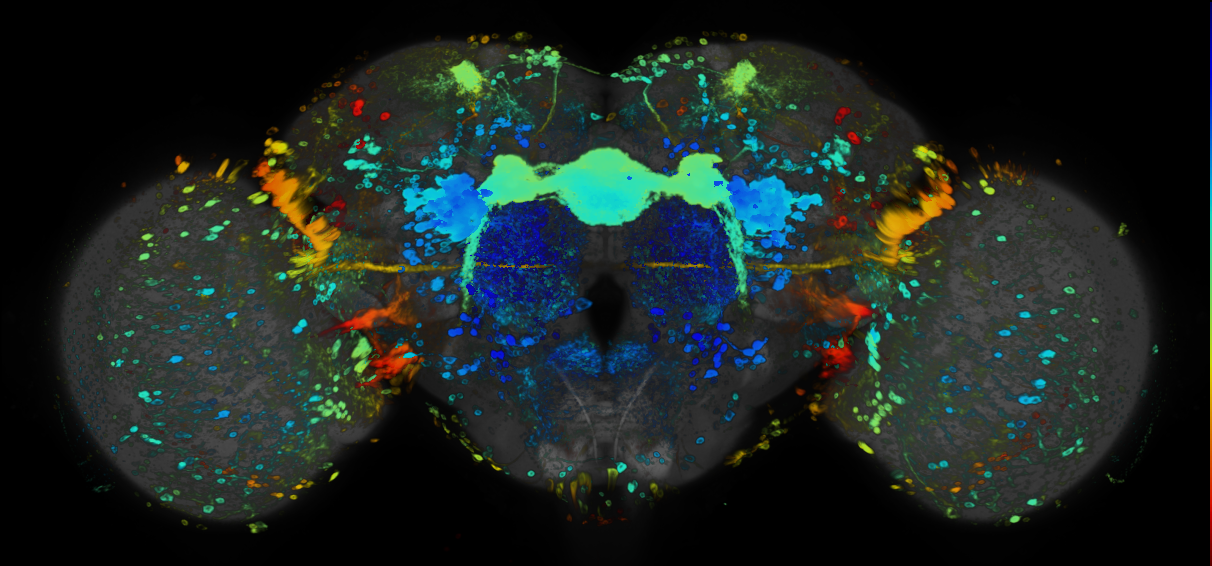 P{GMR42D11-GAL4} expression pattern