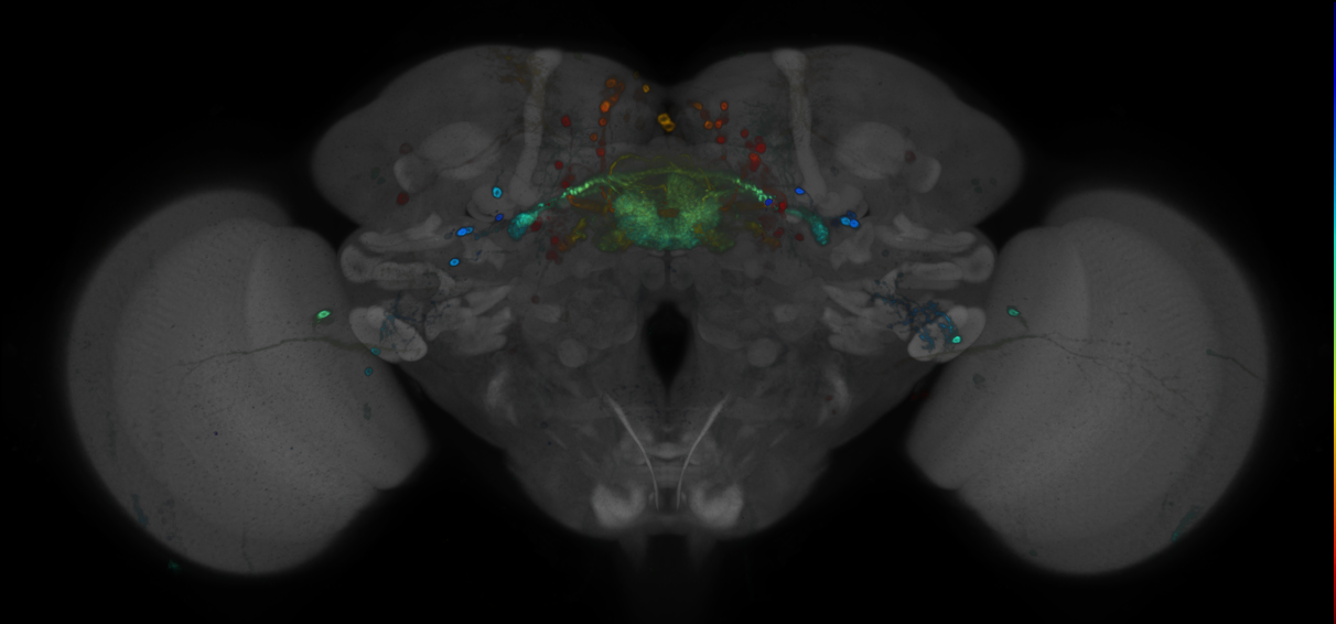 JRC_R41F05 GAL4 in the adult brain
