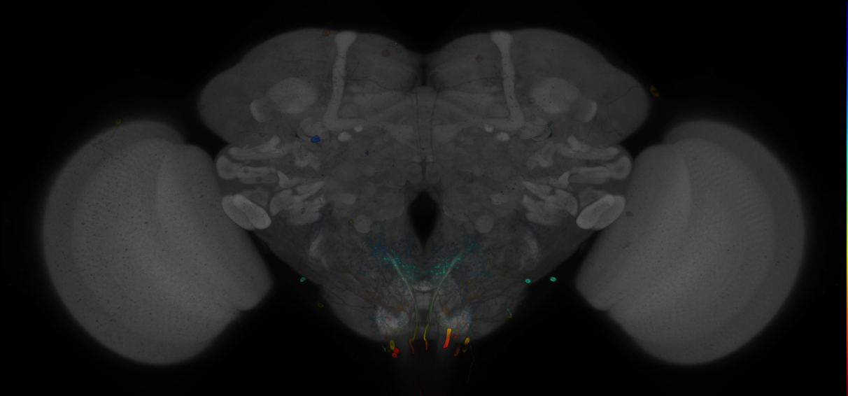 P{GMR32H01-GAL4} expression pattern