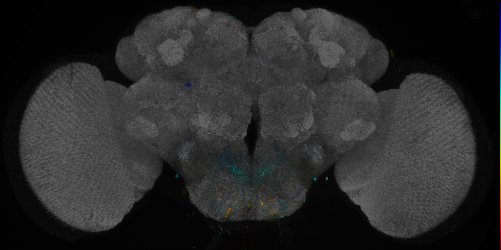 P{GMR32H01-GAL4} expression pattern