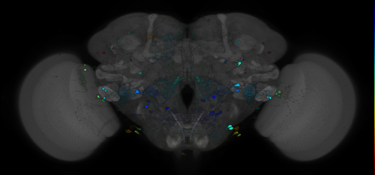 JRC_R95F05 GAL4 in the adult brain