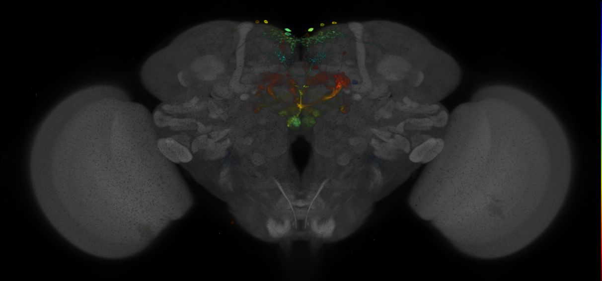 P{GMR35D07-GAL4} expression pattern