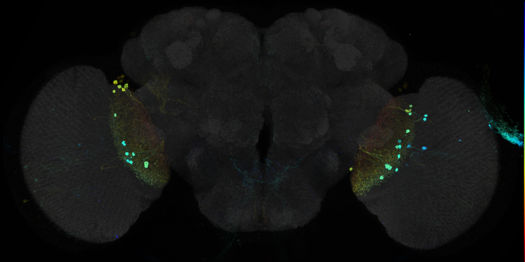 JRC_R43E05 GAL4 in the adult brain