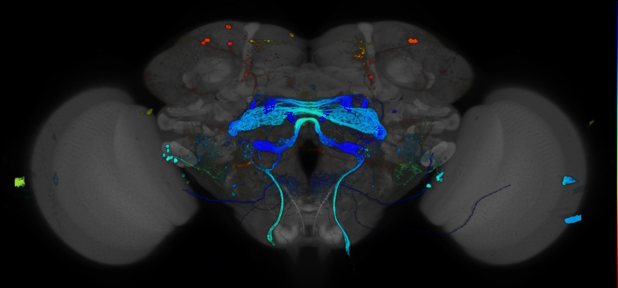 JRC_R31H02 GAL4 in the adult brain