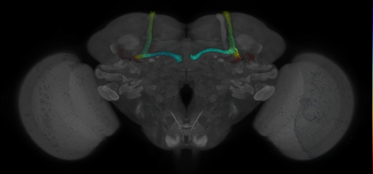 JRC_R9G04 GAL4 in the adult brain